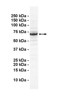 Eurofins DiscoverX CaMKK2 Protein, Active 250 &mu;g | Buy Online | Eurofins DiscoverX | Fisher Scientific